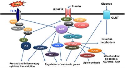 Insulin Signaling and Insulin Resistance Facilitate Trained Immunity in Macrophages Through Metabolic and Epigenetic Changes